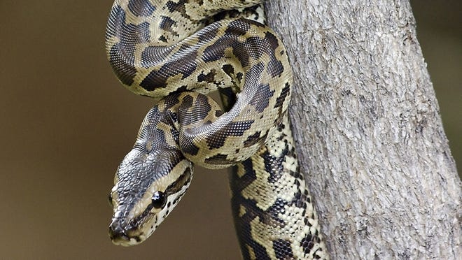 Eastern Cape learner dies in an attempt to kill snake