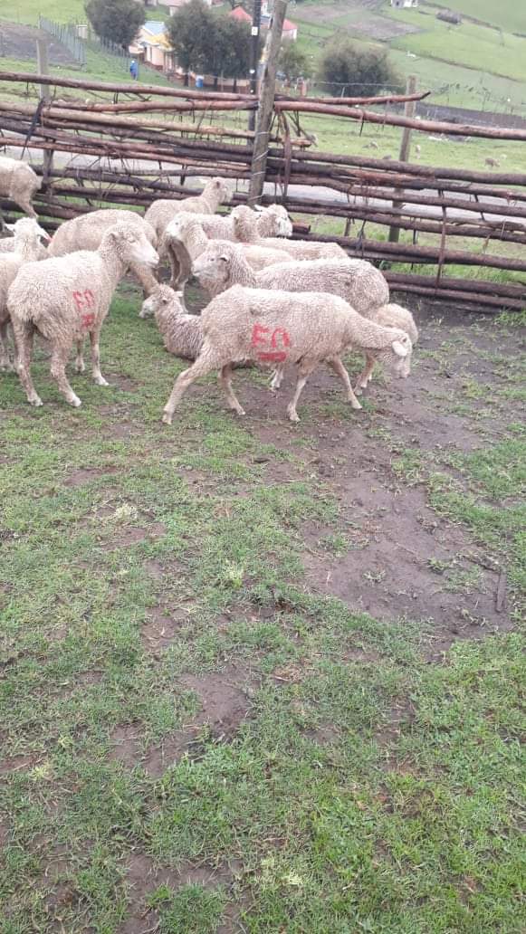 Mthatha man to appear in court for stock theft