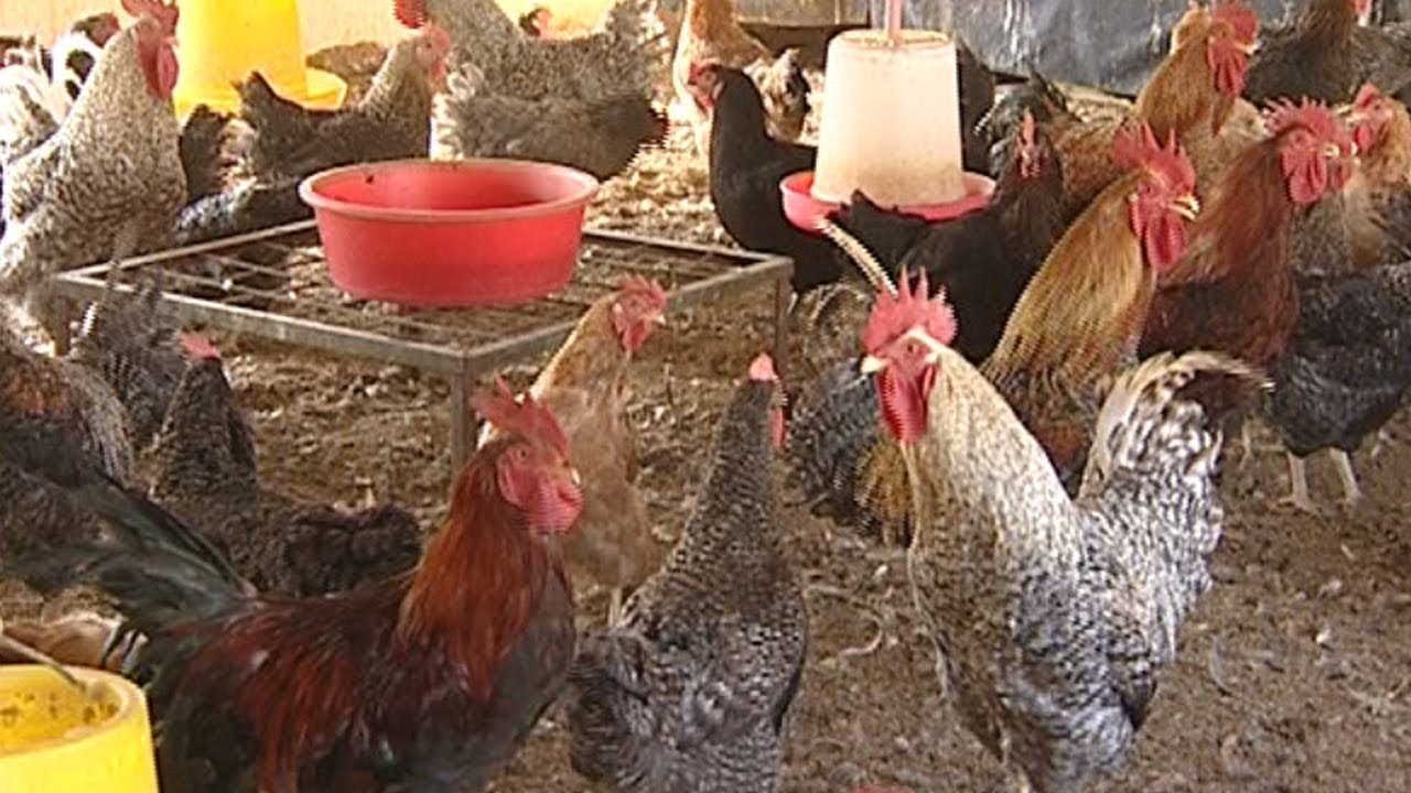 Teacher burns student for ‘stealing chickens’