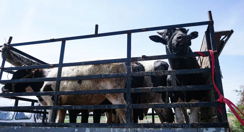 Stolen cattle recovered whilst still in transit