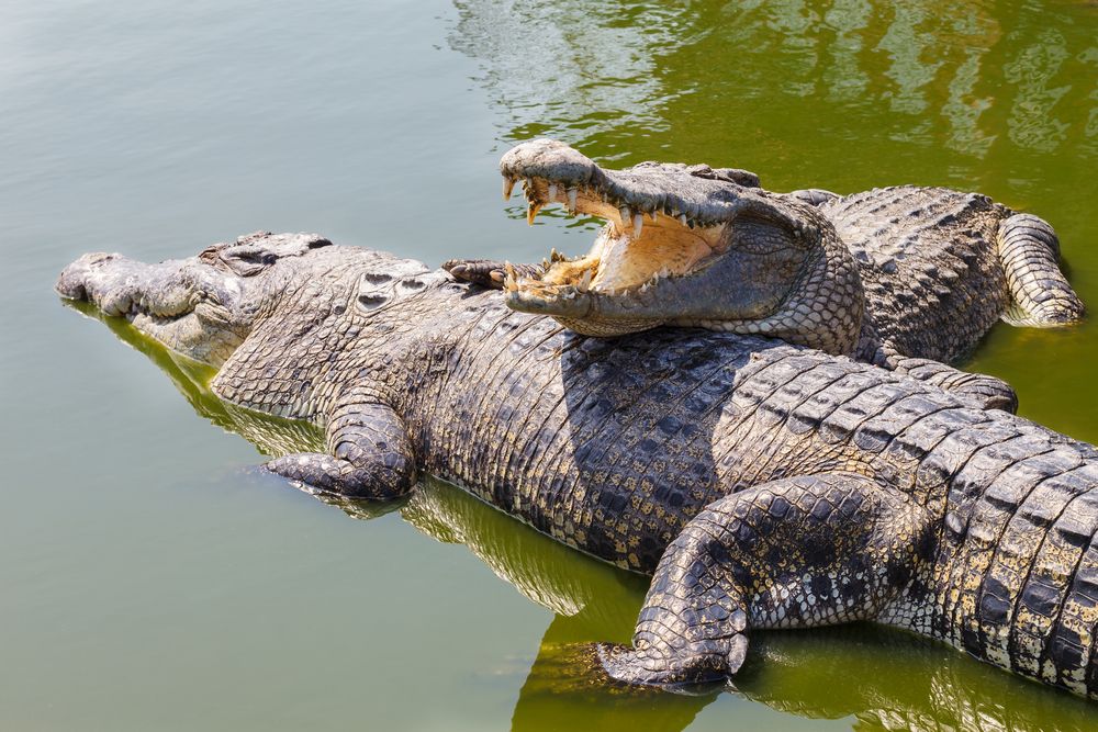 how do crocodiles make their home