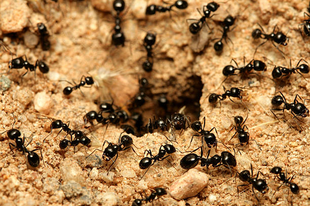 Ants Images