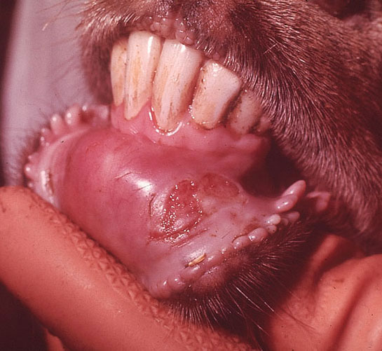 Matatiele mobilises stakeholders to curb foot and mouth disease outbreak