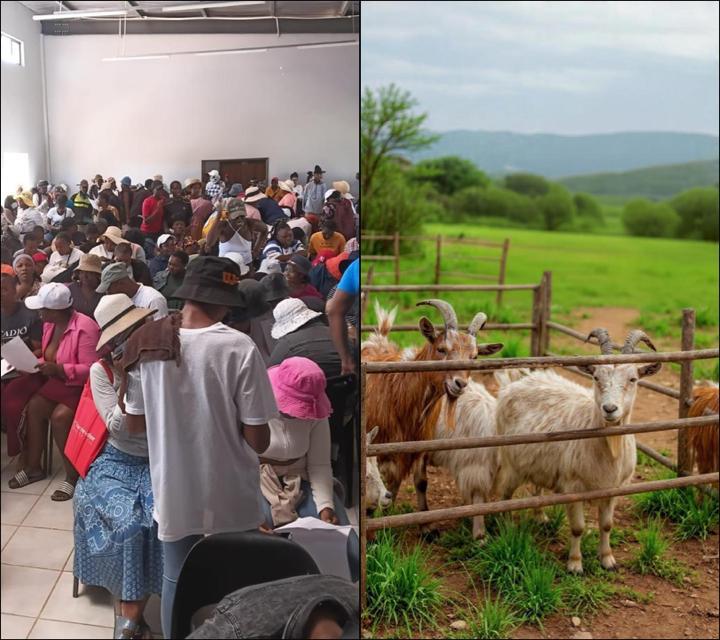 Goat project