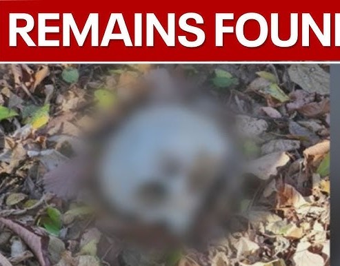 Human skull discovery in Kokstad forest sparks fears amid ongoing search for missing child