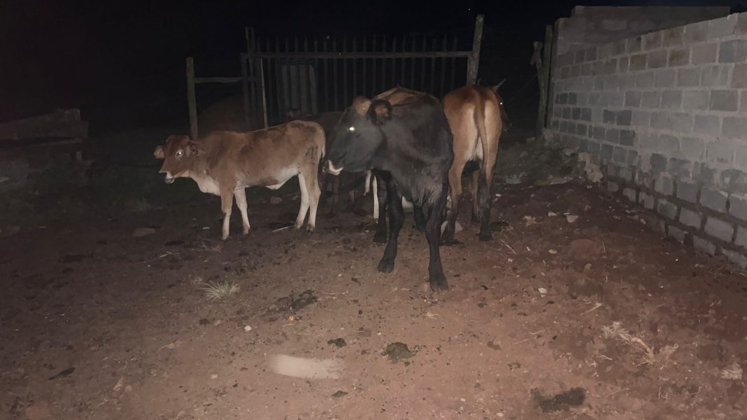 68-year-old man arrested for possession of suspected stolen livestock in Qumbu