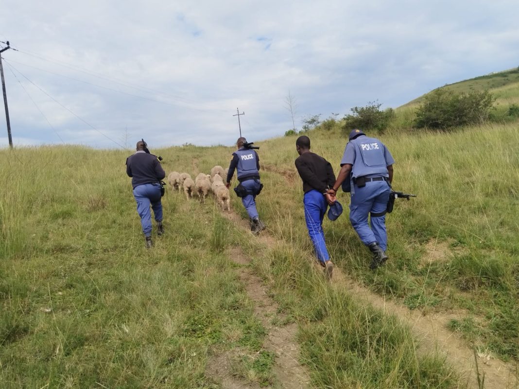 Police recover stolen livestock, arrest suspect in OR Tambo District