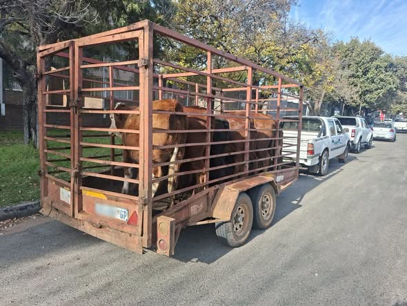 Three suspects arrested with stolen livestock worth R100.000