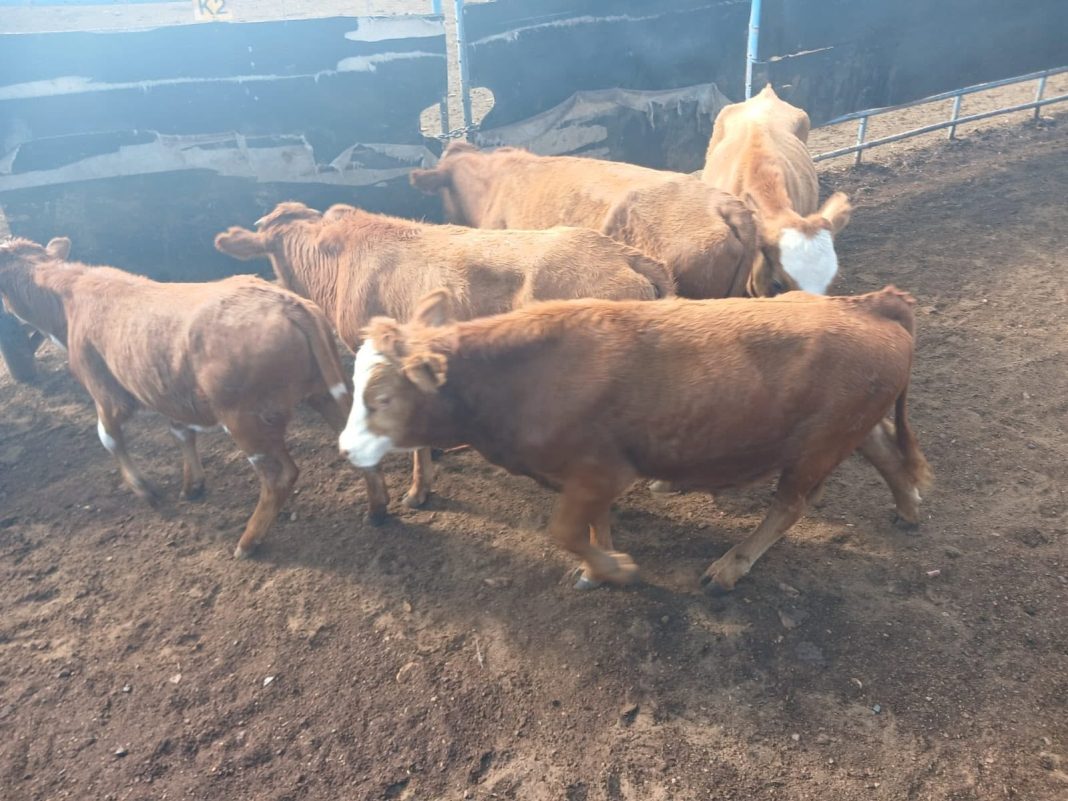 Five arrested in Kuruman after cattle worth R60,000 recovered