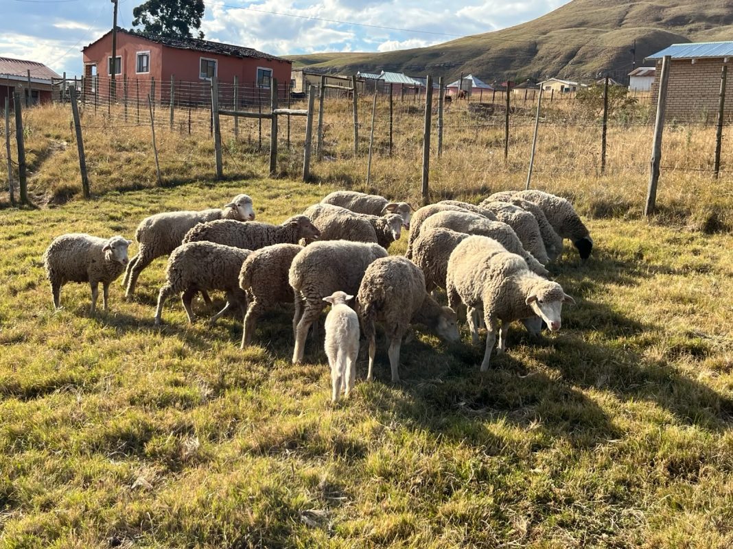 Stolen livestock worth R30,000 recovered in Qumbu