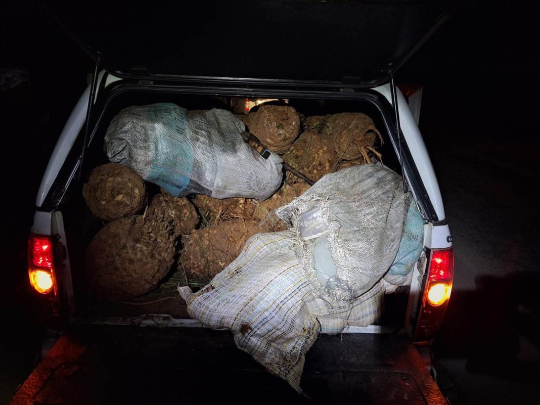 Zimbabwean national arrested as police recover R1.5 million worth of protected cycads