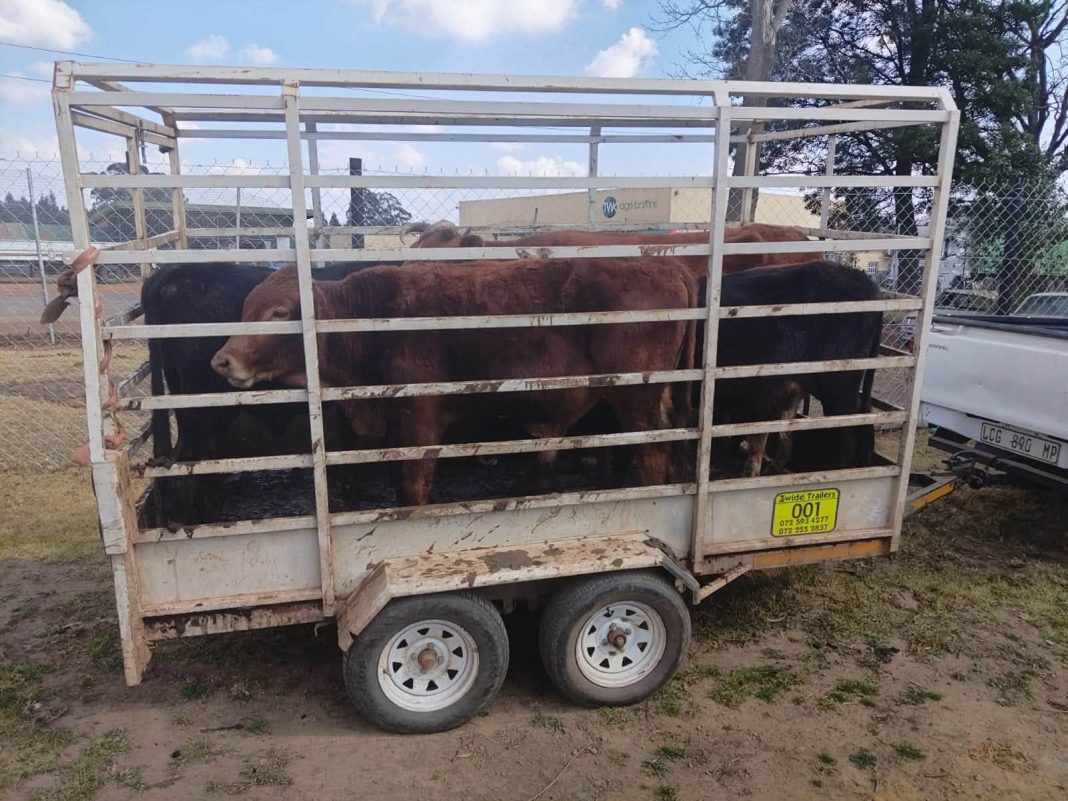26-Year-old arrested after police recover suspected stolen cattle in Lothair