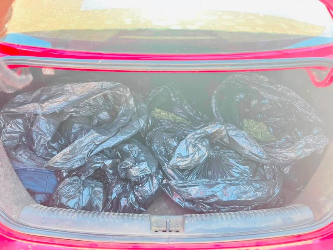 Two arrested as police seize dagga worth R9,000 in Limpopo