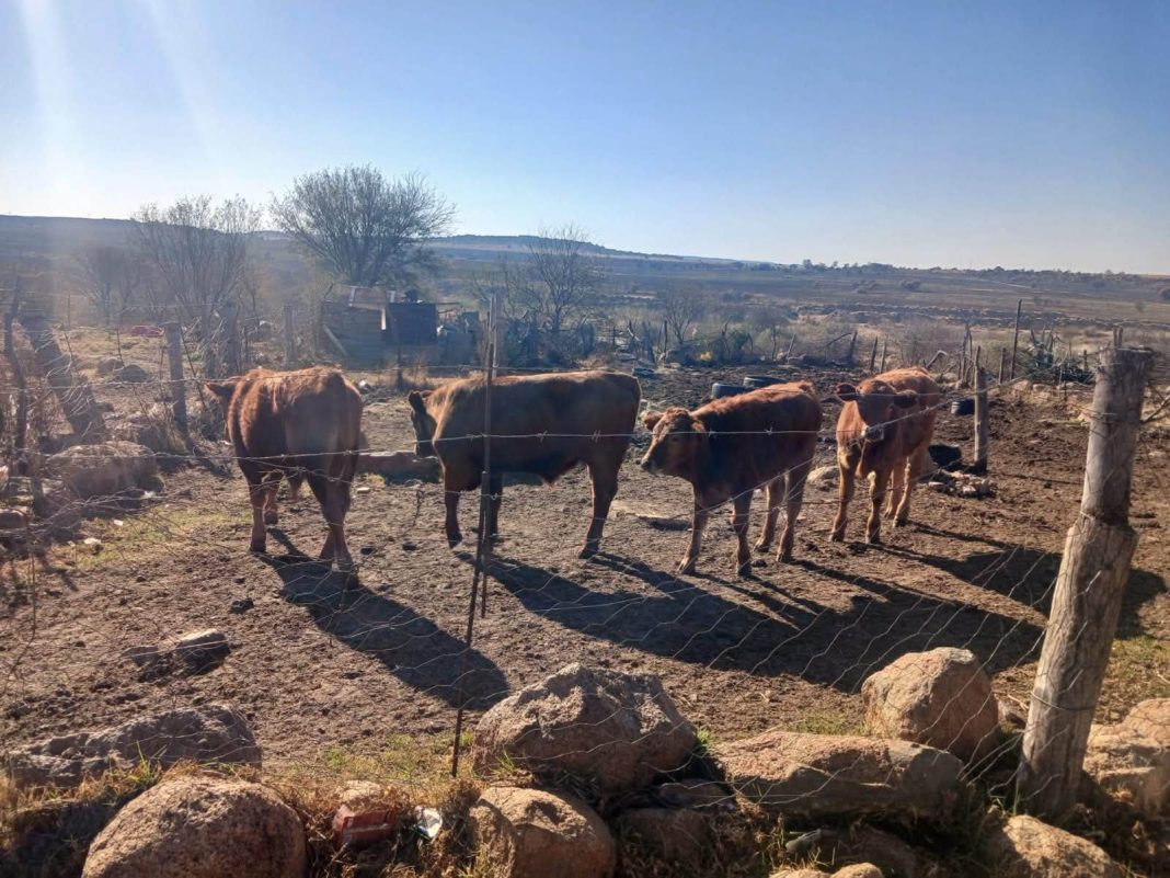 North West man remanded over possession of suspected stolen calves