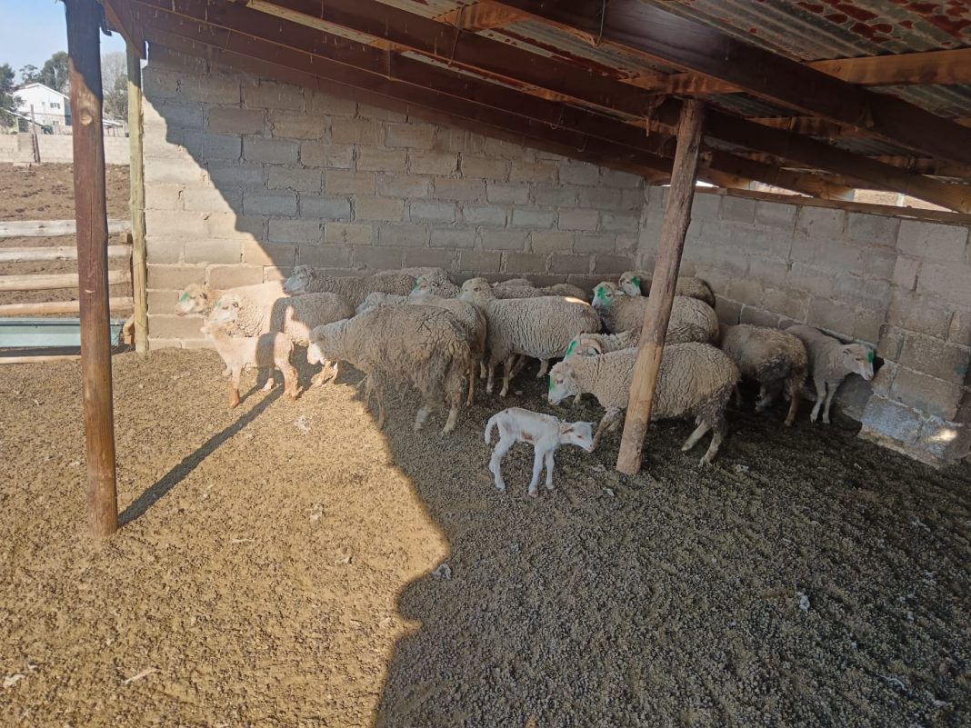 OR Tambo police arrest 72-year-old man in suspected stock theft case