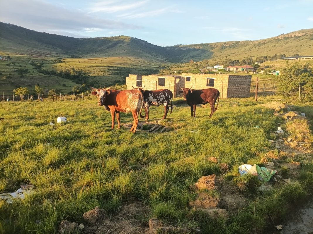 Stolen cattle worth R100,000 recovered in Tsomo, suspect arrested